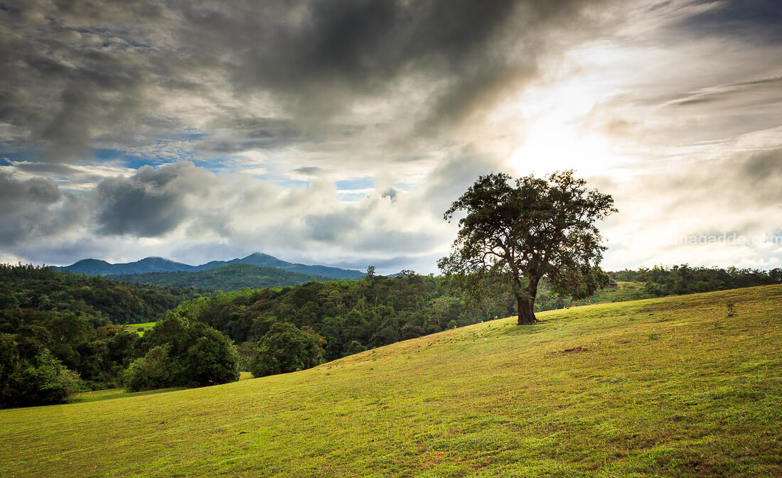 Sakleshpur Cool Weather