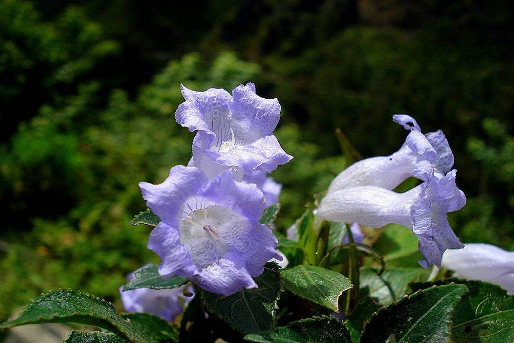 Haarlu Flower