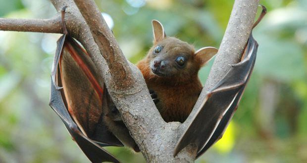 Deforestation in Western Ghats leading Bats towards extinction, Coffee Plantation Comes to Rescue