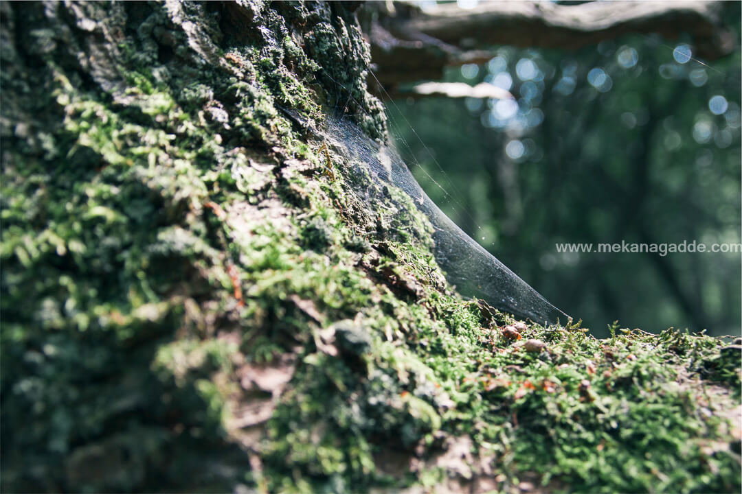 Best Photos from the Nature of Western Ghats