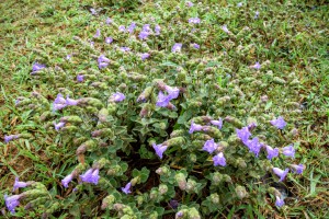 Kurinji Flower Western Ghats