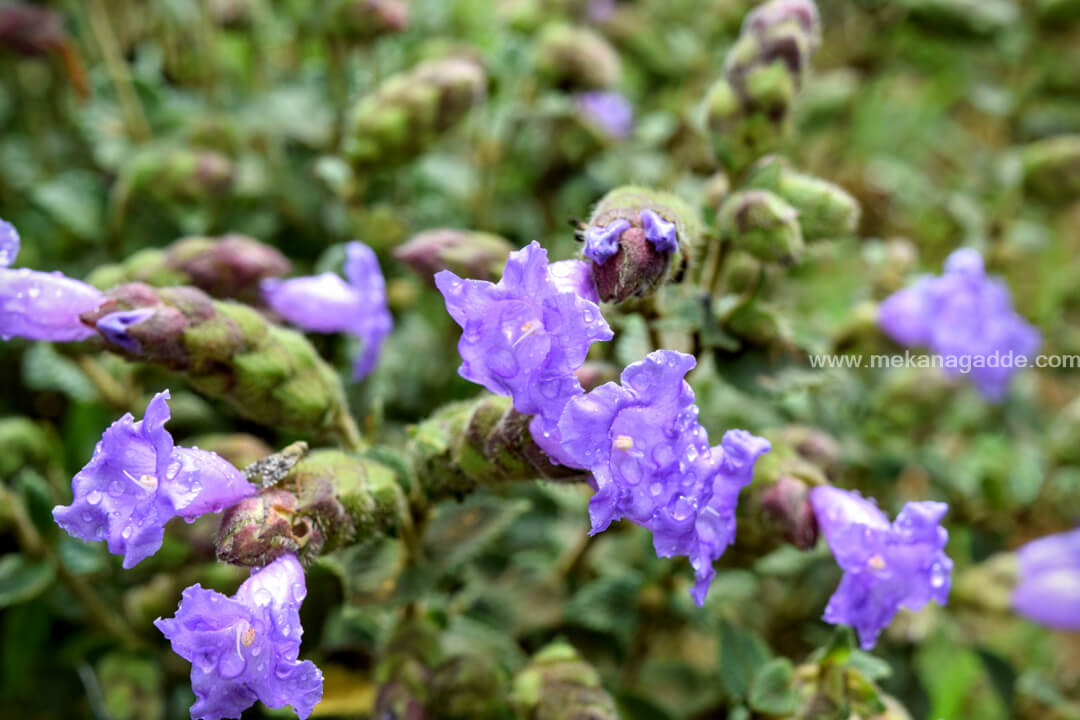 Experience Neelakurinji Blooms