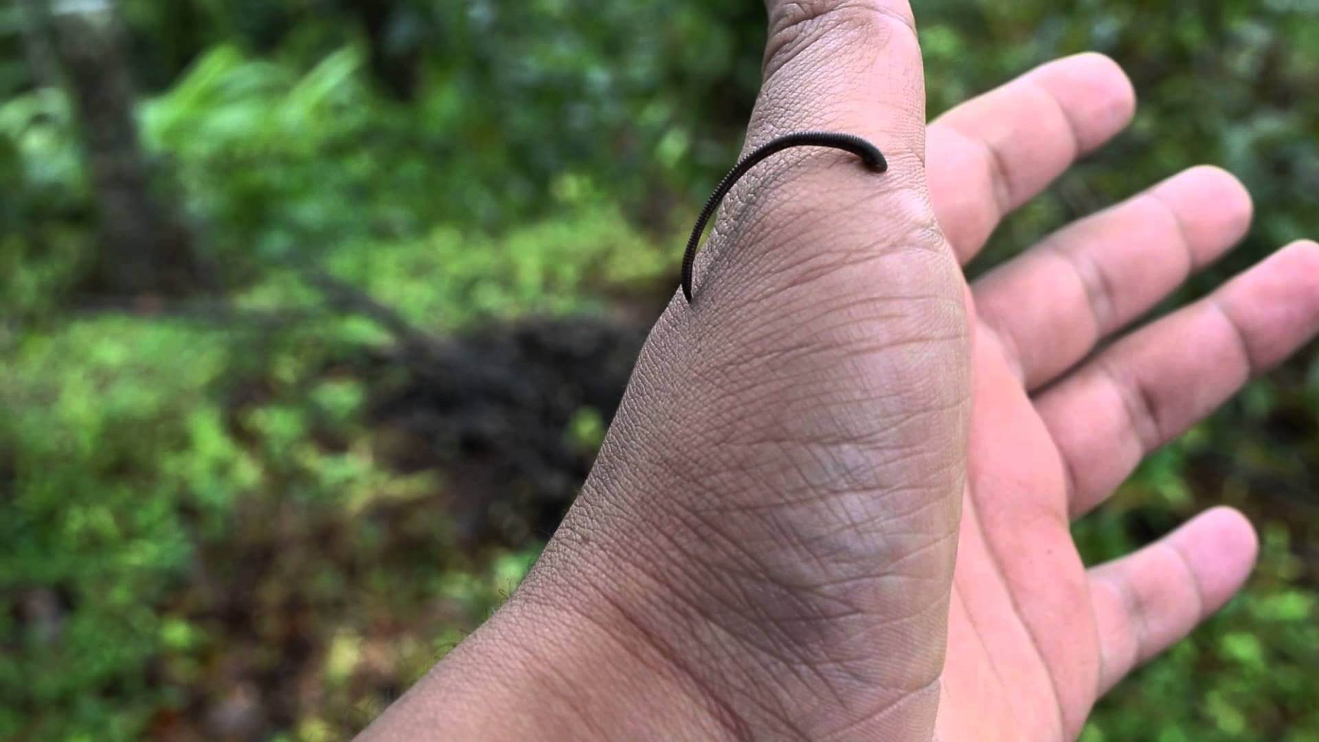 mekanagadde leech