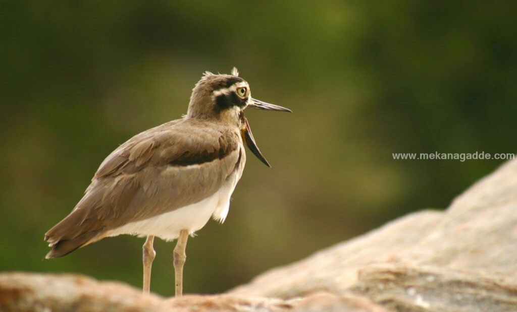sakleshpur-weekend-getaway-bird