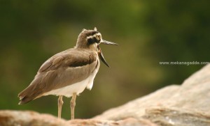 sakleshpur weekend getaway bird photography