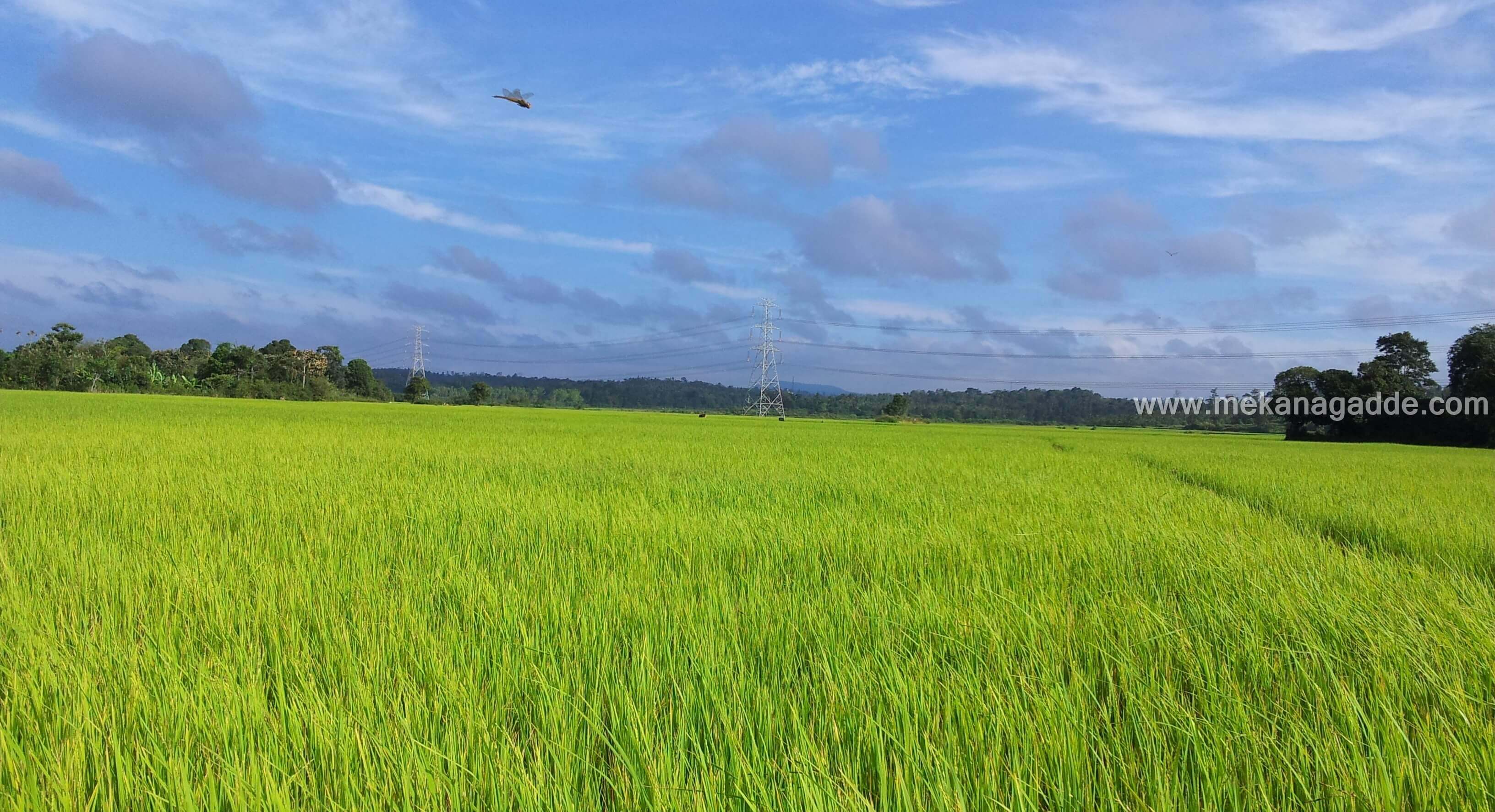 paddy fields countryside