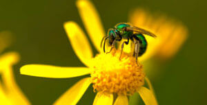 Connecting People To Nature 3 Bee