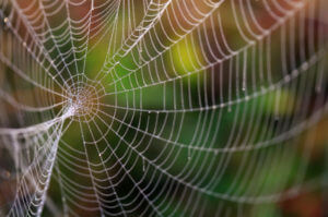 Connecting People To Nature 5 Spider web