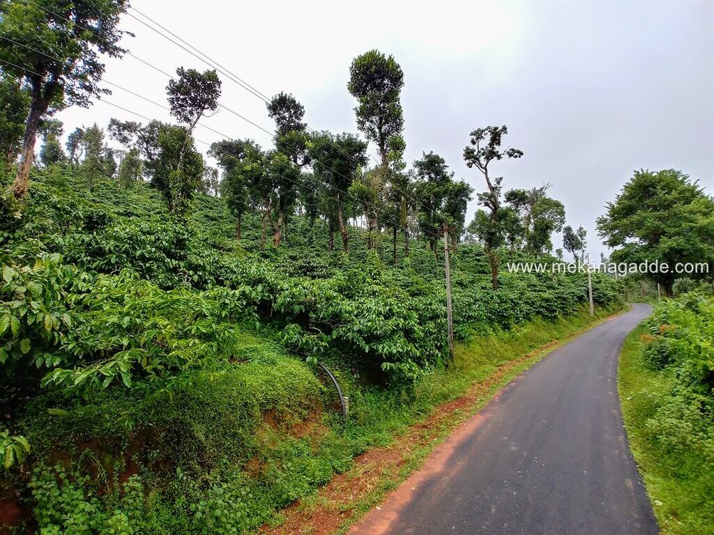 Mekanagadde Estate Scenic Beauty and Road