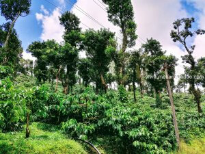 Robusta Coffee Estate Chikmagalur