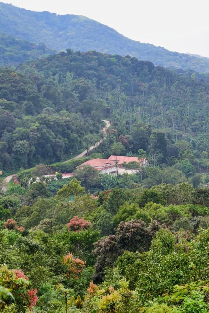 Mekanagadde Homestay Surrounding Coffee Estate