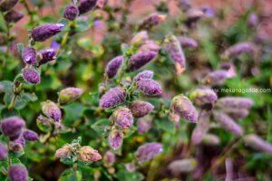 Neelakurinji flower at Devaramane