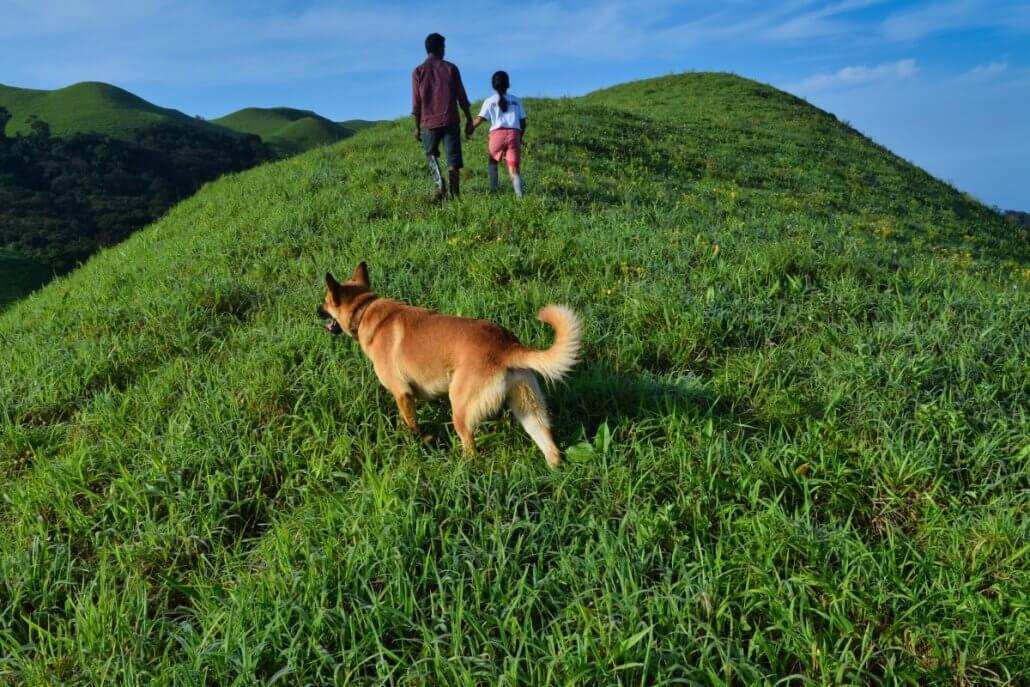 Looking for a Pet-friendly Accommodation for Your Vacation?