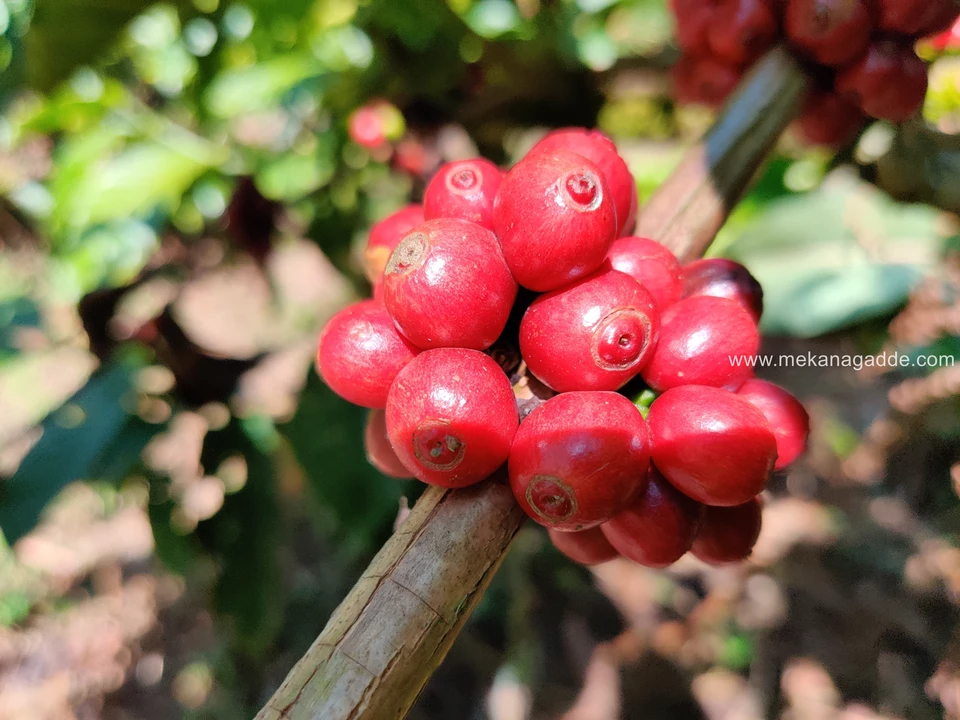 Ripe Coffee Beans Chikmagalur India