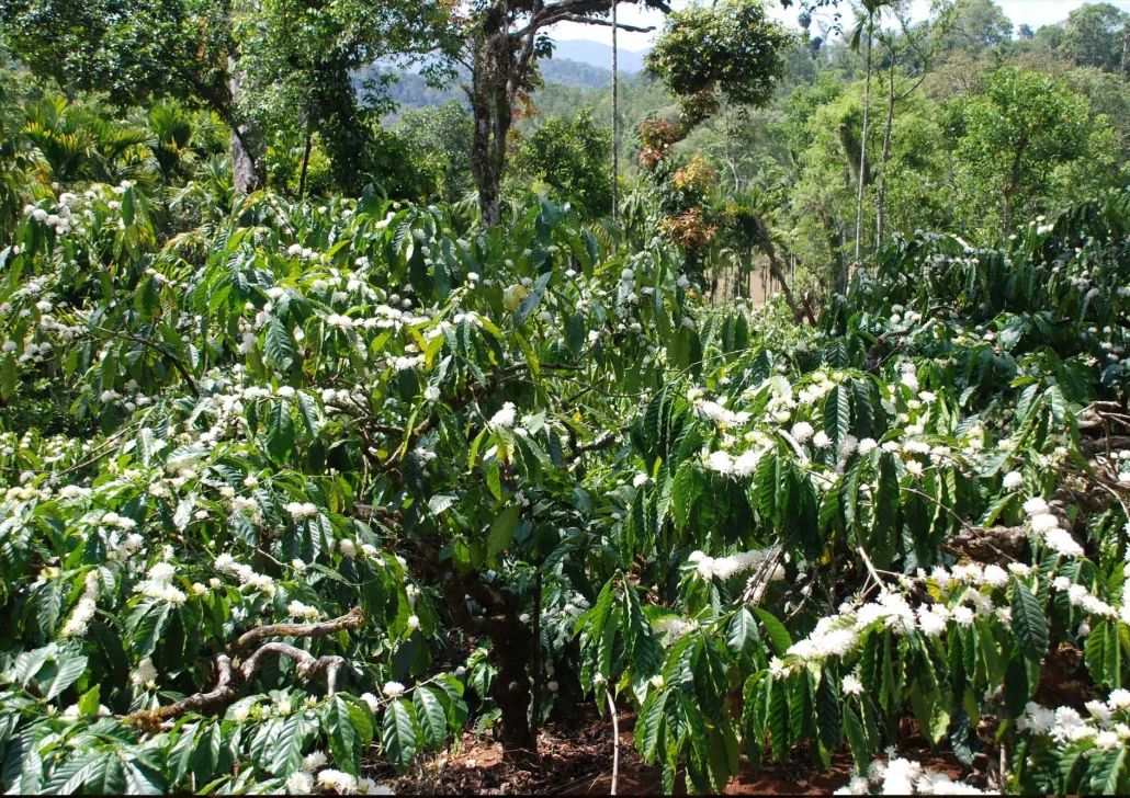 Coffee Flower