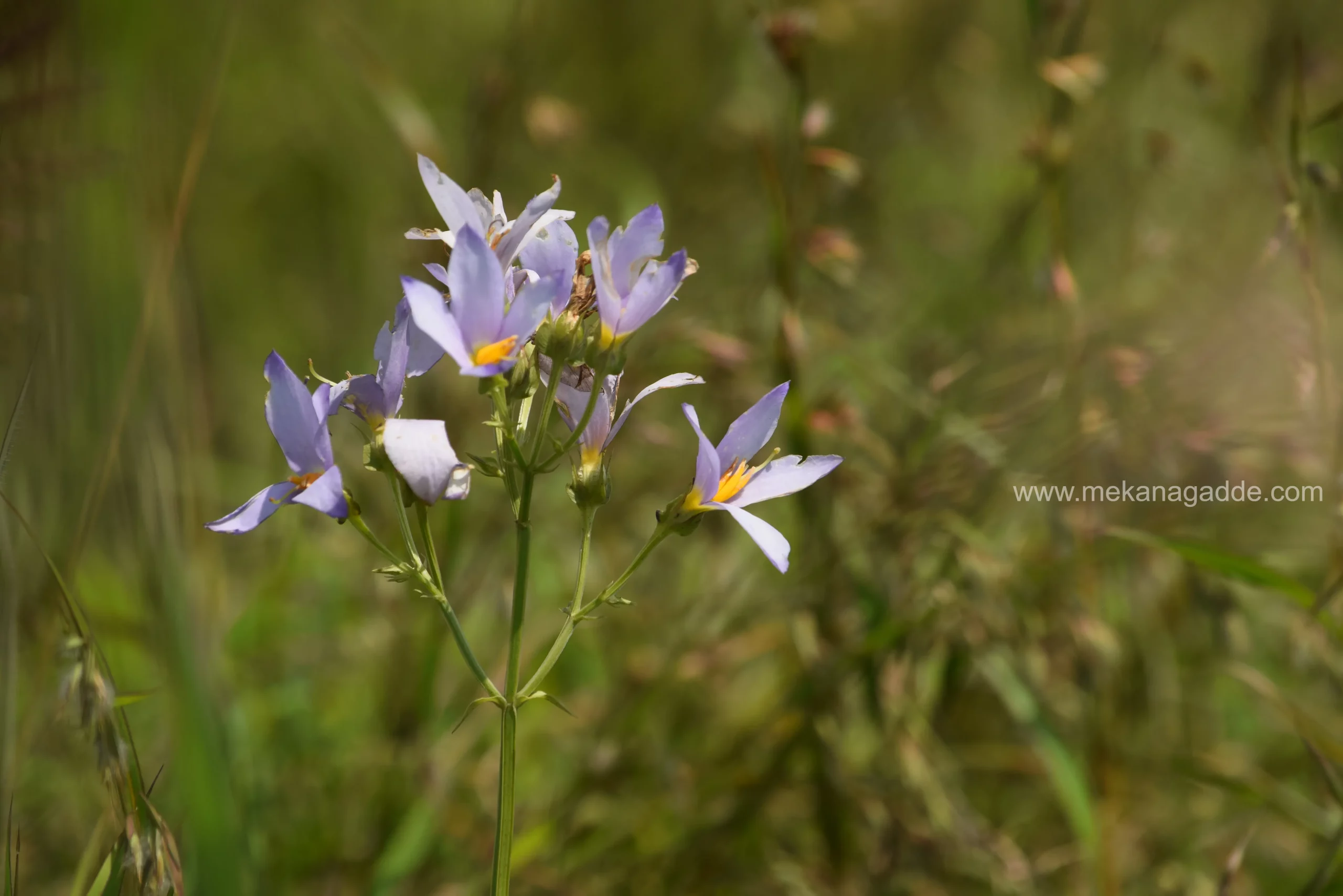 Flora of Western Ghats