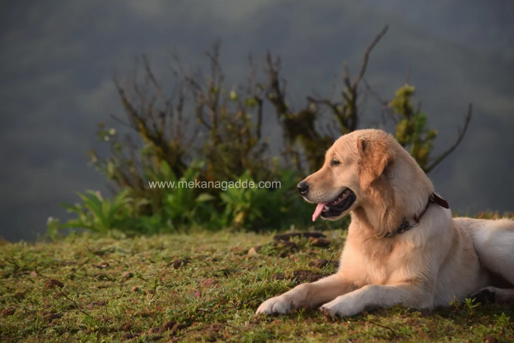 Pet-friendly Homestay in Sakelshpur