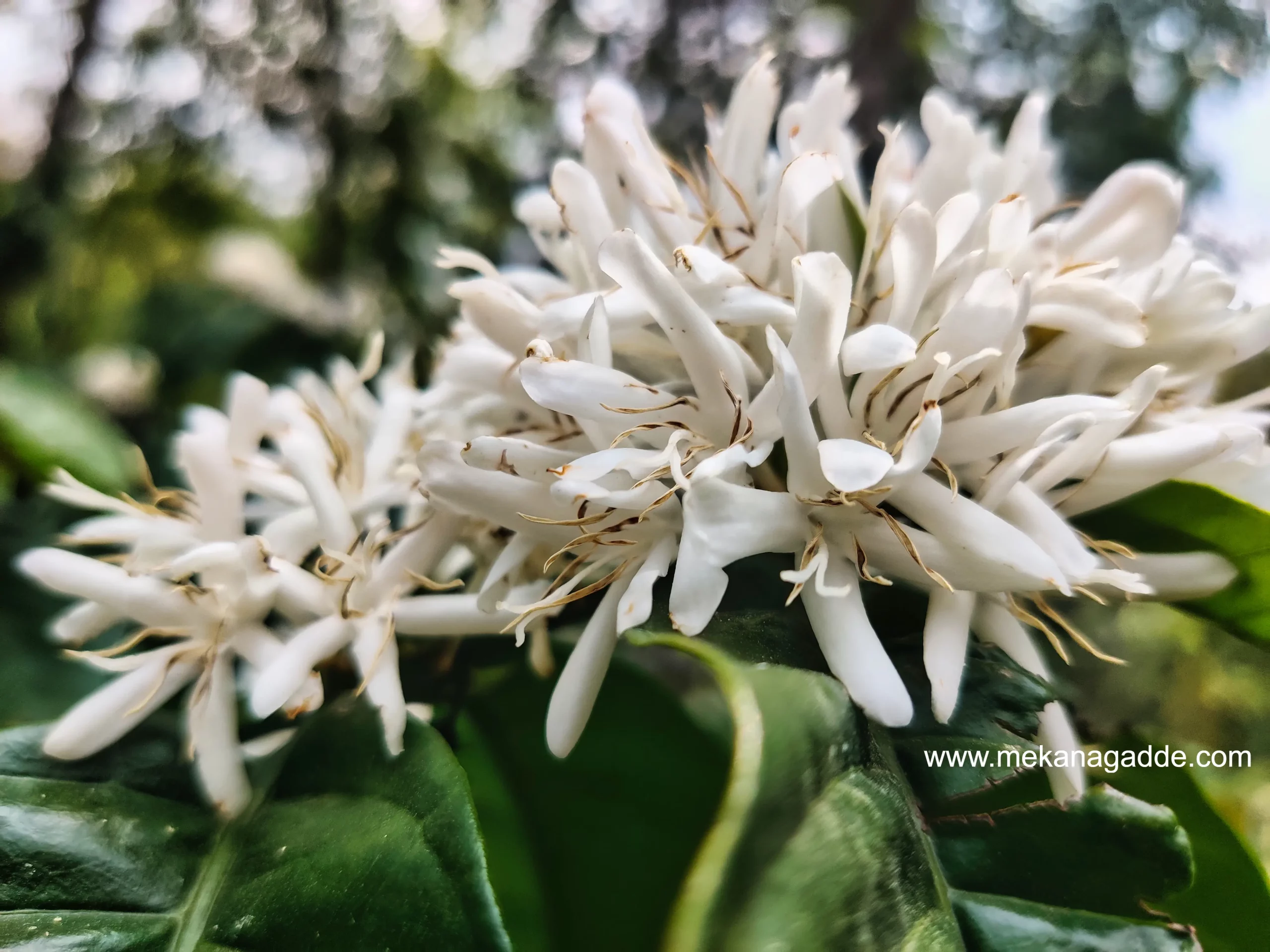 Robusta Coffee Blossom Experience