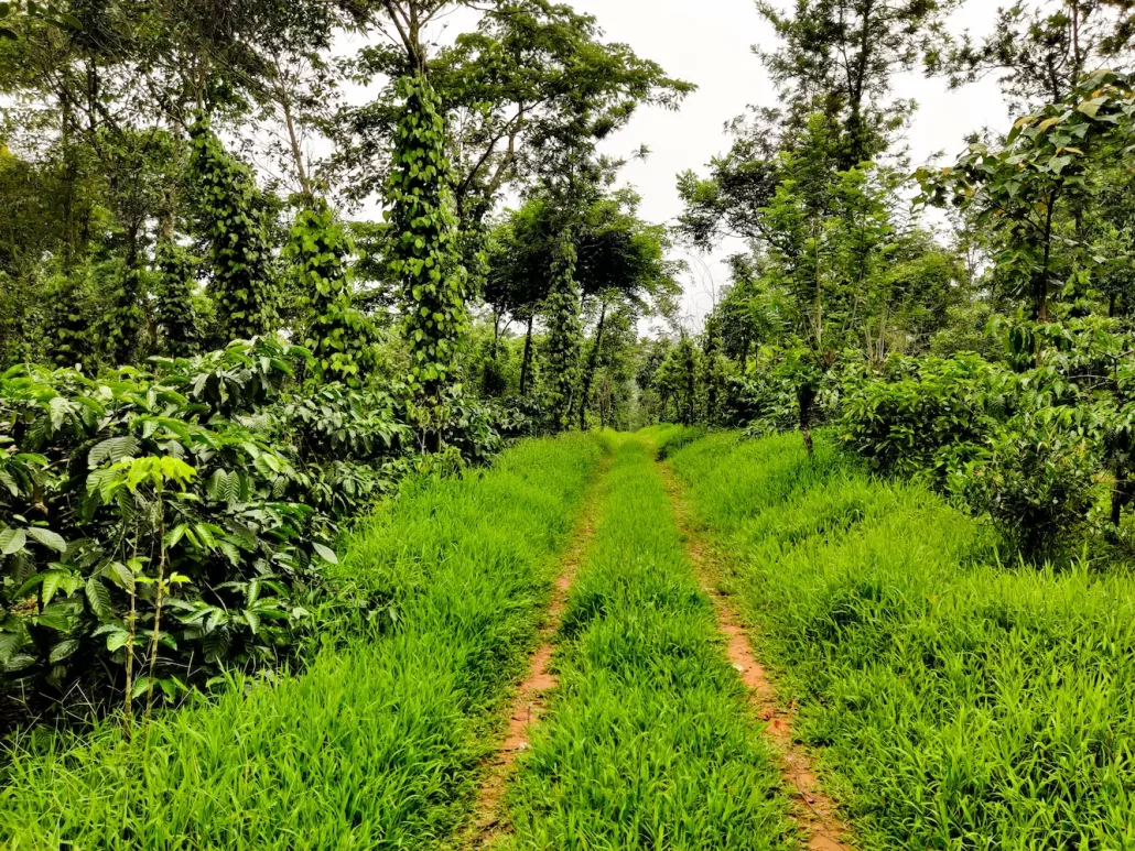 Best Time to Visit Sakleshpur: A Complete Guide for Every Traveler 2 Lush Greenery and Monsoon in Sakelshpur